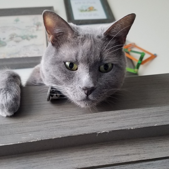 Meet your Posher, Danielle - Picture 1 of 1